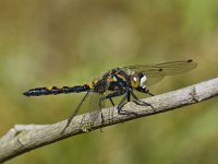 Noordse witsnuitlibel 02 : Leucorrhinia rubicunda, Noordse witsnuitlibel, female