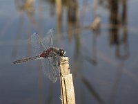 Leucorrhinia rubicunda 8, Noordse witsnuitlibel, Saxifraga-Rob Felix : Animalia, Arthropoda, Insecta, Odonata, Project Natuurbalans, animal, arthropod, dargonfly, dier, dieren, geleedpotige, geleedpotigen, insect, insecten, juffer, libel, libellen