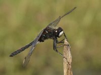 Leucorrhinia rubicunda 9, Noordse witsnuitlibel, Saxifraga-Rob Felix : Animalia, Arthropoda, Insecta, Odonata, Project Natuurbalans, animal, arthropod, dargonfly, dier, dieren, geleedpotige, geleedpotigen, insect, insecten, juffer, libel, libellen