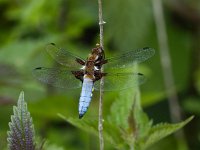 Libellula depressa, Broad-bodied Libellula