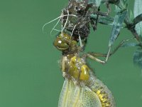 Libellula depressa 12, Platbuik, Saxifraga-Frits Bink