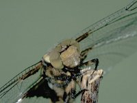 Libellula depressa 13, Platbuik, Saxifraga-Frits Bink