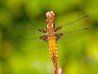 Platbuik  vrouwtjw platbuik : Libellula depressa