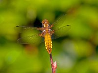 Platbuik  vrouwtjw platbuik : Libellula depressa