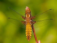 Platbuik  vrouwtjw platbuik : Libellula depressa