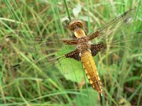 Libellula depressa 18, Platbuik, Saxifraga-Jan Willem Jongepier