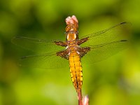 Platbuik  vrouwtje platbuik : Libellula depressa