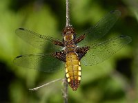 Libellula depressa 2, Platbuik, Saxifraga-Ab H Baas