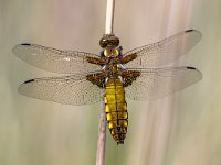 Broad bodied Chaser  Female Broad-bodied Chaser (Libellula depressa) on grass : Netherlands, animal, close, close up, dragonfly, ear, europe, female, grass, insect, nobody, one, spring, top, up, view, wild, wildlife