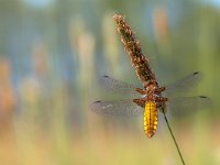 Female Broad-bodied Chaser Dragonfly  Female Broad-bodied Chaser Dragonfly (Libellula depressa) perched on Grass Ear in the Sun : Netherlands, animal, background, beautiful, beauty, blue, bodied, body, branch, broad, broad-bodied, brown, calm, chaser, closeup, color, creature, depressa, detail, dragonfly, environment, europe, european, fauna, female, flower, garden, germany, green, groningen, insect, libellula, lovely, macro, male, natural, nature, perched, picture, platbuik, resting, spring, still, summer, tranquil, transparent, vivid, wild, wildlife, wings