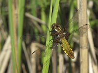 Libellula depressa 22, Platbuik, Saxifraga-Rob Felix : Animalia, Arthropoda, Insecta, Odonata, Project Natuurbalans, animal, arthropod, dargonfly, dier, dieren, geleedpotige, geleedpotigen, insect, insecten, juffer, libel, libellen