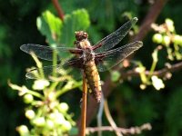 Libellula depressa 23, Platbuik, Saxifraga-Rudmer Zwerver