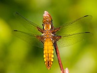 Platbuik  vrouwtje platbuik : Libellula depressa