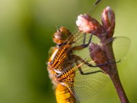 Libellula depressa 25, Platbuik, Saxifraga-Jan Nijendijk