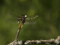 Libellula depressa 26, Platbuik, female, Saxifraga-Jan van der Straaten