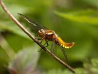 Platbuik #04 -V- : Platbuik, Libellula depressa, female