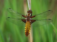 Vrouwtje Platbuik  Vrouwtje Platbuik libel rustend op een stengel met groene achtergrond : depressa, ecologie, geel, gras, groen, groot, grote, insect, korenbout, korenbouten, landschap, libel, libelle, libellula, natuurwaarde, pionier, pioniersoort, platbuik, vrouw, vrouwtje, waterkwaliteit