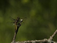 Libellula depressa 29, Platbuik, female, Saxifraga-Jan van der Straaten