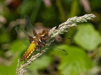 Platbuik #09 -V- : Libellula depressa, Platbuik, female