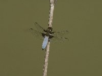 Libellula depressa 30, Platbuik, male, Saxifraga-Jan van der Straaten