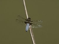 Libellula depressa 31, Platbuik, male, Saxifraga-Jan van der Straaten