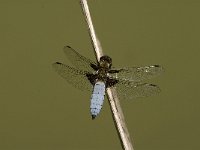 Libellula depressa 32, Platbuik, male, Saxifraga-Jan van der Straaten