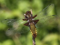 Libellula depressa 33, female, Platbuik, Saxifraga-Peter Meininger