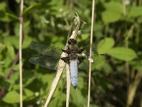 Libellula depressa 34, Platbuik, Saxifraga-Jan van der Straaten