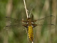 Libellula depressa 35, female, Platbuik, Saxifraga-Jan van der Straaten