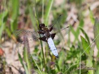 Libellula depressa 36, Platbuik, Saxifraga-Bart Vastenhouw