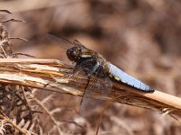 Libellula depressa 37, Platbuik, Saxifraga-Bart Vastenhouw