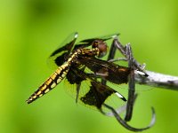 Libellula depressa 38, Platbuik, Saxifraga-Bart Vastenhouw