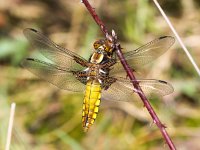 Libellula depressa 39, Platbuik, Saxifraga-Bart Vastenhouw