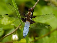 Platbuik #10 -M- : Libellula depressa, Platbuik, male