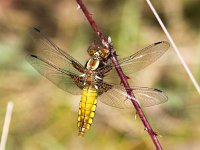 Libellula depressa 40, Platbuik, Saxifraga-Bart Vastenhouw