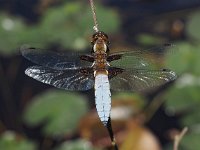 Libellula depressa 41, Platbuik, Saxifraga-Hans Dekker