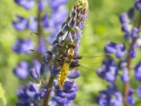 Platbuik  Lupinus angustifolius; resting on Blue lupin. : Growth, Summertime