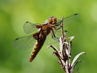 Libellula depressa 43, Platbuik, Saxifraga-Henk Baptist