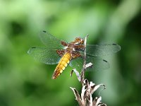 Libellula depressa 44, Platbuik, Saxifraga-Henk Baptist