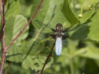 Libellula depressa 47, Platbuik, Saxifraga-Willem van Kruijsbergen