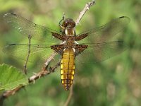 Libellula depressa 5, Platbuik, female, Saxifraga-Willem Jan Hoeffnagel  Minolta DSC