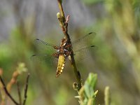 Libellula depressa 51, Platbuik, Saxifraga-Luuk Vermeer