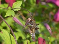 Libellula depressa 57, Platbuik, Saxifraga-Tom Heijnen