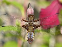 Libellula depressa 58, Platbuik, Saxifraga-Tom Heijnen