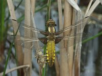 Libellula depressa 6, Platbuik, female, Saxifraga-Willem Jan Hoeffnagel  Minolta DSC