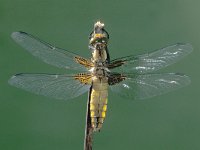 Libellula depressa 7, Platbuik, female, Saxifraga-Frits Bink