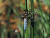 Libellula depressa 8, Platbuik, male, Vlinderstichting-Ben Prius