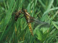 Libellula depressa 9, Platbuik, male, Vlinderstichting-Kars Veling