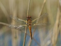 Libellula fulva 1, Bruine korenbout, juvenile, Vlinderstichting-Jaap Bouwman