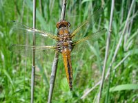 Libellula fulva 10, Bruine korenbout, female, Saxifraga-Willem Jan Hoeffnagel